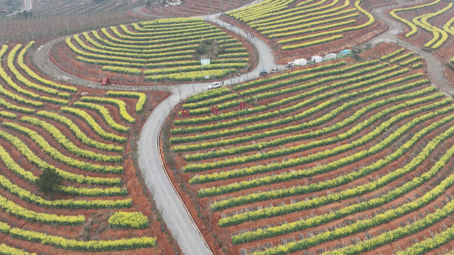 和谷谷油菜花-1.bmp 和谷谷油菜花-1.bmp