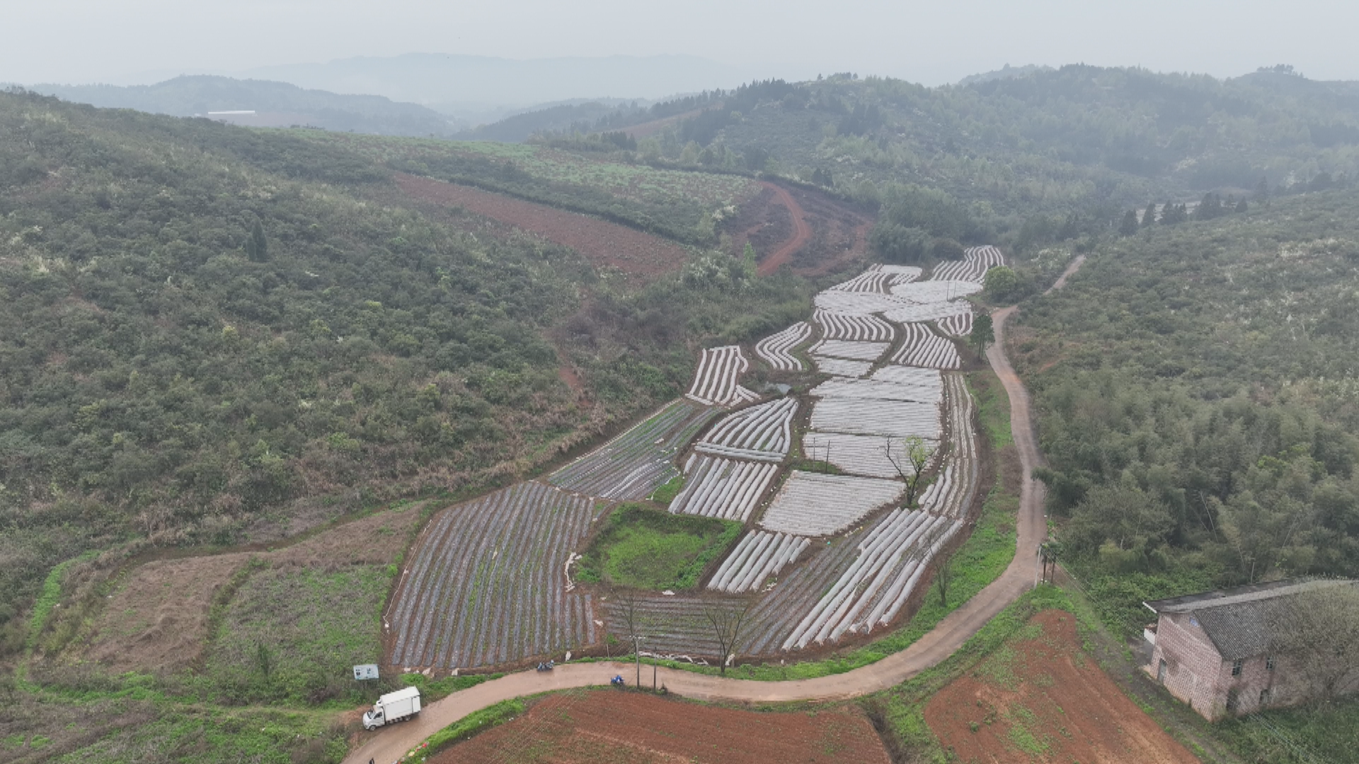 芋头-1.bmp 芋头-1.bmp