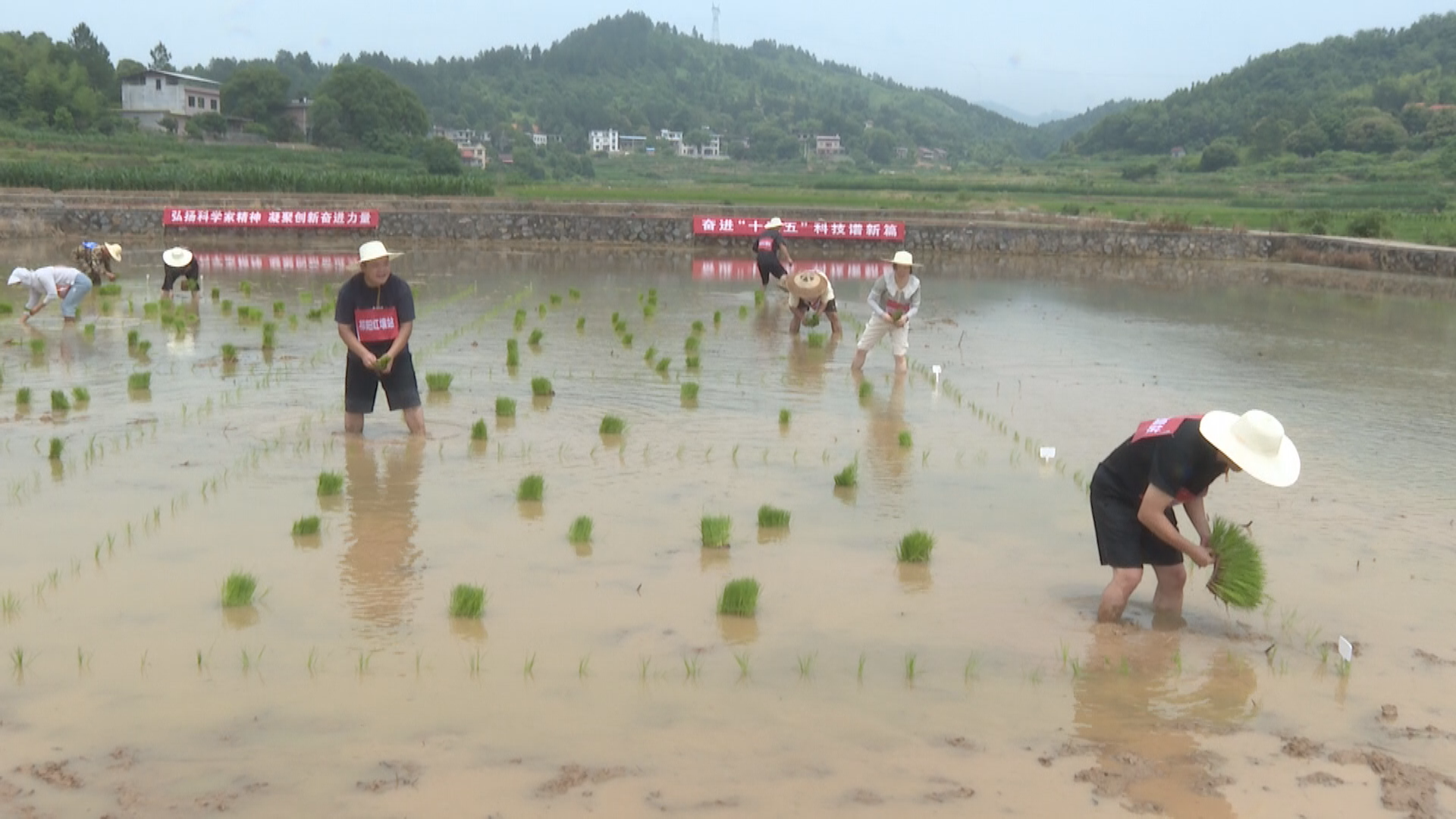 红壤-1.bmp 红壤-1.bmp