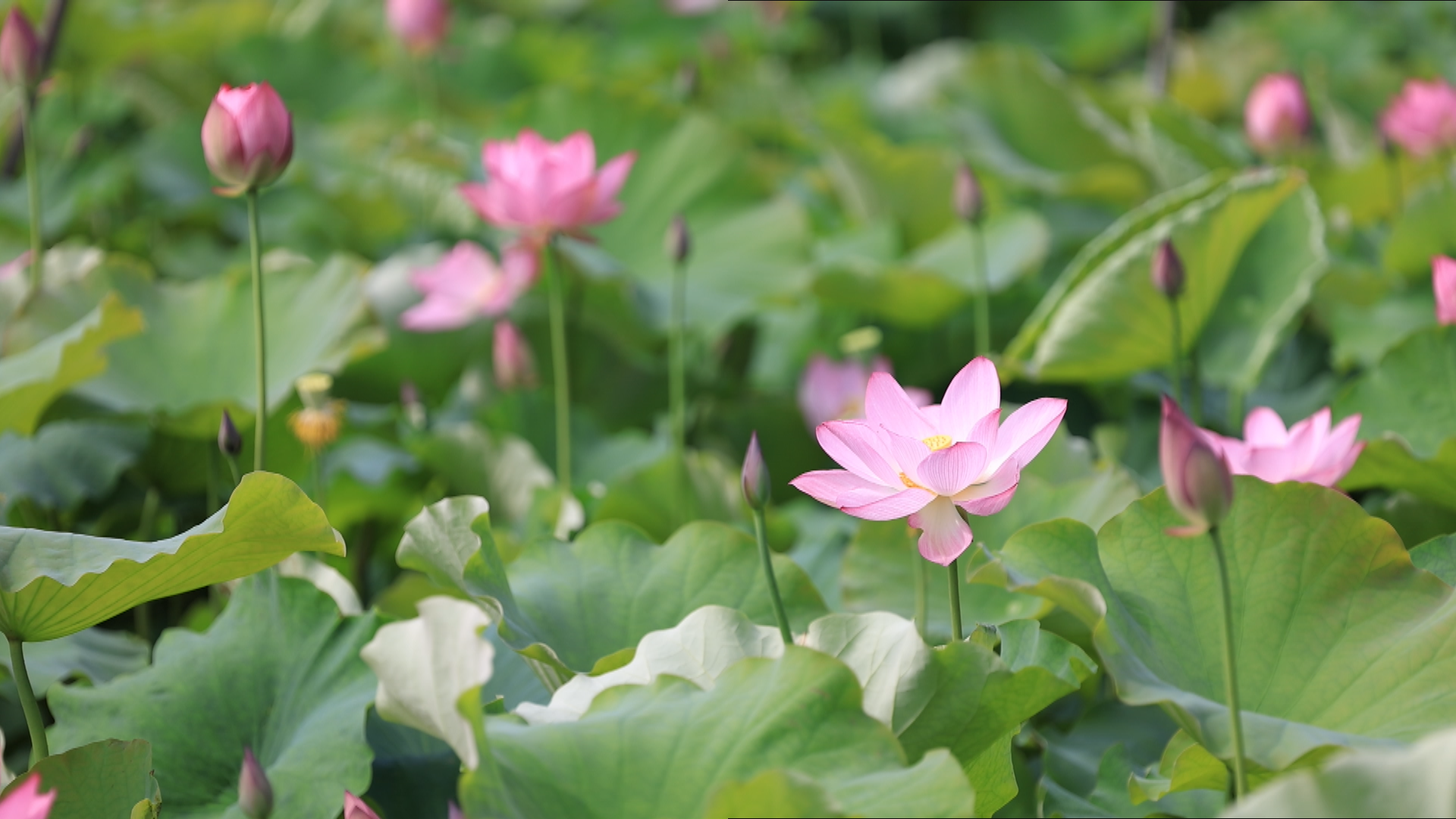 荷花-1.bmp