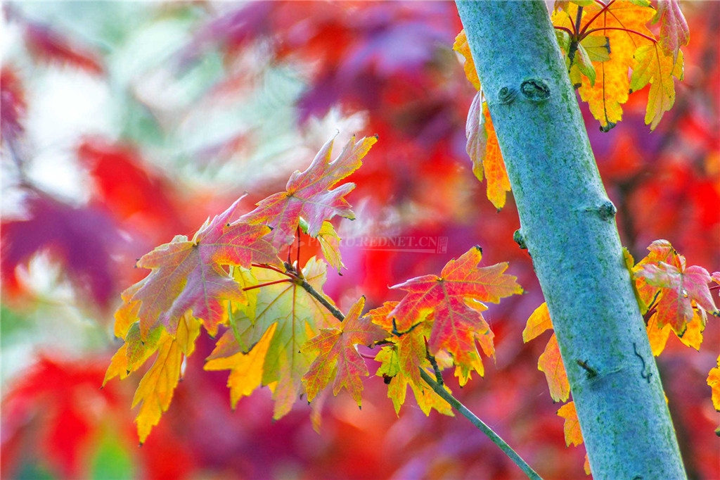 10.10图说（新）.jpg