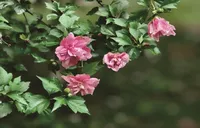 木槿花开