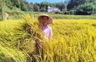 耕守良田忆先贤 老粮仓周菊清改造低洼田传新风