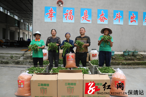 保靖县柳树坪村扶贫辣椒火热上市   宿任人 摄.JPG