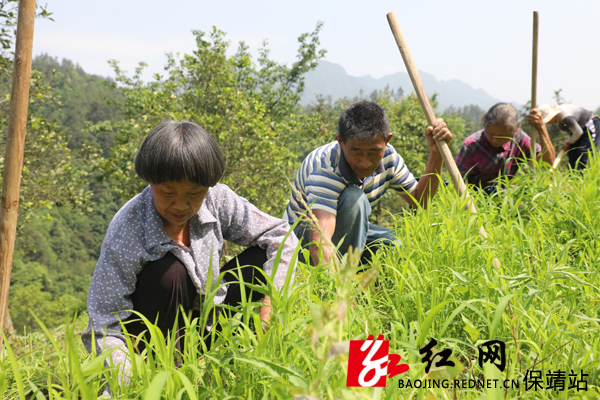 8村民实现就近就业稳定增收  宿任人 摄.JPG
