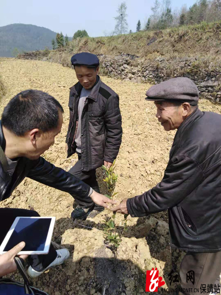 林业站工作人员指导油茶培育技术水.jpg 林业站工作人员指导油茶培育技术水.jpg