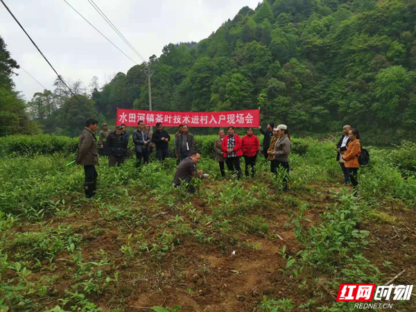 茶叶水.jpg