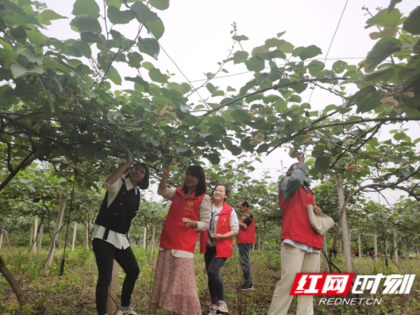 人工授粉1.jpg 人工授粉1.jpg