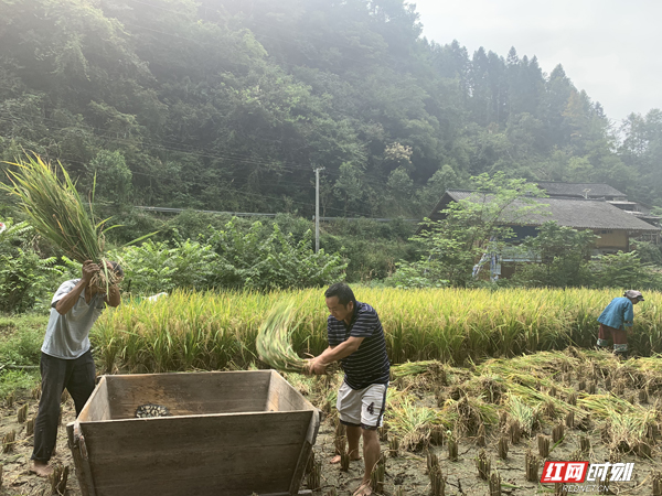 奋力打谷子 副本.jpg