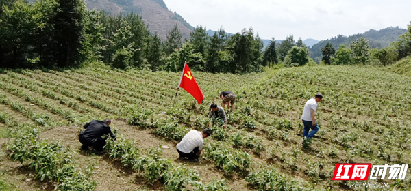 茶园杂草清理1.jpg