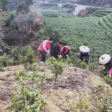 保靖县葫芦镇桃花坪村:脚上沾着泥土,心中装着民情