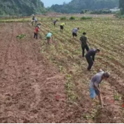 保靖县碗米坡镇磋比村:红薯地里传来的“致富经”