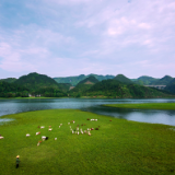 菩萨蛮·思梨花