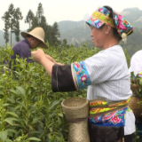 湘西保靖:不负好春光茶园采“黄金”