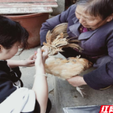 保靖县长潭河乡:动物疫病强制免疫