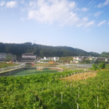 湖南日报要闻版头条丨红色沃土春意浓——湘西土家族苗族自治州革命老区振兴发展见闻