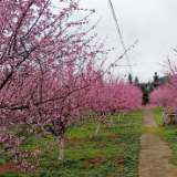 保靖县和平村：“四大变化”绽放乡村振兴新容颜