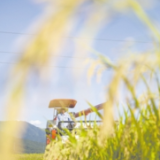 助推种业创新湖南为端稳“中国饭碗”贡献力量