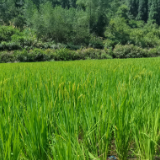 湖南长沙: 打造“从书本到农田”的劳动课堂