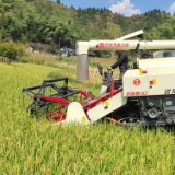 保靖县清水坪镇马王村:党员干部助农抢收