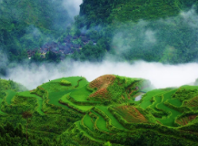 茶香水韵诉衷情