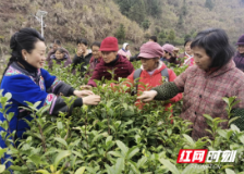 保靖县：开展采茶工技能培训　积极备战春茶采收