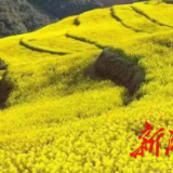 散文|宋世兵:稻上绿野