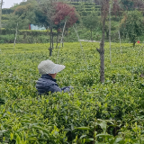 茶婆峰上茶园绿　保靖农民采茶忙