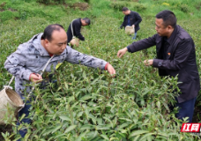 保靖县交通运输局:清明时节进茶乡 党员干部助农忙