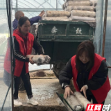 保靖县碗米坡镇:党建“红”助力产业“绿”,“一月一课一片一实践”添新色