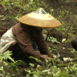 柏木林下崛起中药材产业　拓宽群众增收致富路