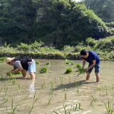 保靖县毛沟镇排当村:志愿服务助力村集体经济发展
