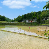 保靖县吕洞山镇:高山大米进入插秧季