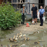 保靖检察院:送“爱心鸡鸭苗”显真情,助农增收促振兴