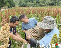 保靖县吕洞村:种高粱好“丰”景 助振兴又振“心”