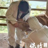 保靖县碗米坡镇:打好秋季动物“防疫针”,织牢动物疫病防控网