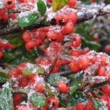 保靖暴雪警报: 预计强降雪发生时段主要在3日22时~4日08时