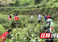 保靖县统计局:采茶助农厚植廉洁文化