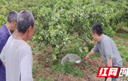 保靖县比耳镇：柑橘花开春意浓   试验园里农事忙