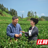 谷雨时节采茶忙