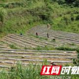 保靖县清水坪镇野竹坪村:村集体经济发展新路子 订单辣椒产业“辣”劲十足