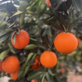 保靖县:收购加工柑橘次果滞销果助农增收3530万元