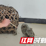 保靖县葫芦镇：救助国家二级保护动物“灰林鸮”幼鸟两只