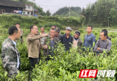 保靖县水田河镇:春茶培训进村寨 助农赋能促振兴