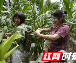 保靖县四方城村:玉米丰收销售难驻村干部“跑腿”促销