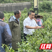保靖:科技赋能茶产业 专家培训进乡村