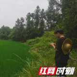 保靖县普戎镇:全力以赴,扎实做好种粮面积和惠农补贴发放核实工作