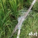 保靖县毛沟镇:抽水灌溉润民心全心办好民生实事
