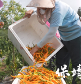 保靖县小溪村:高山黄贡椒错峰上市 助农“巧”增收