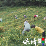 保靖县腊洞村:野山椒热“辣”采收 奏响丰收“椒”响曲